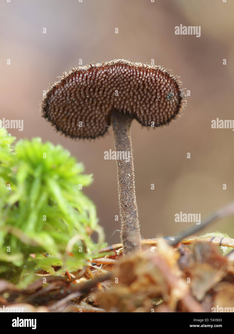 Auriscalpium vulgare, commonly known as the pinecone mushroom, the cone tooth, or the ear-pick fungus Stock Photo
