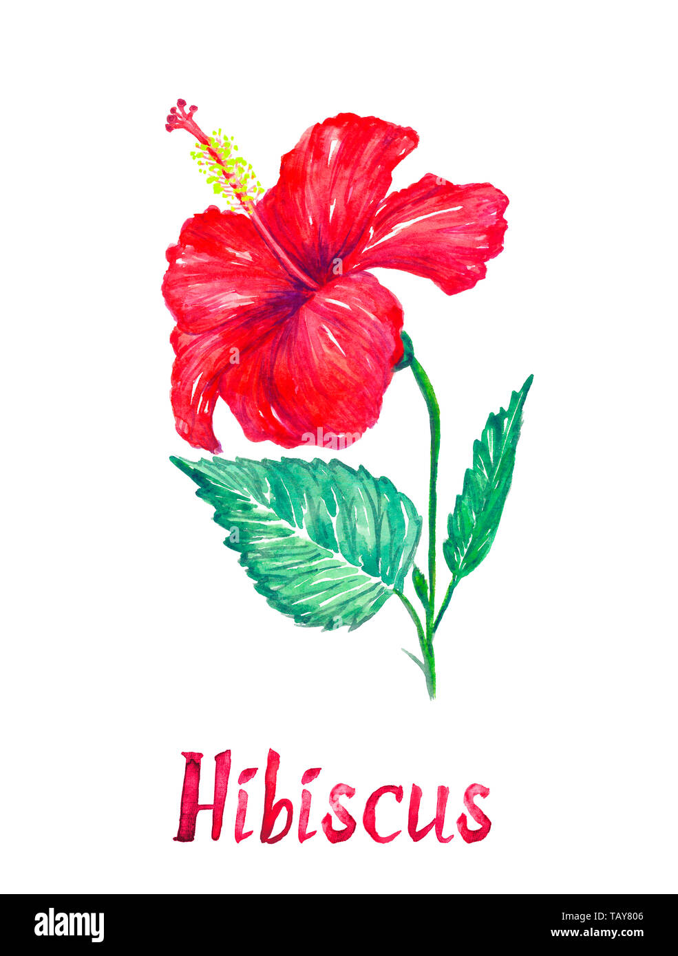 Hibiscus flowers side view and leaves, side view, isolated on white hand painted watercolor illustration with handwritten inscription Stock Photo