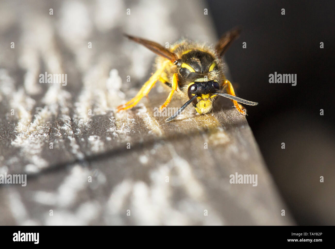 A wasp chewing wood to make into paper for its nest, Ambleside, Cumbria