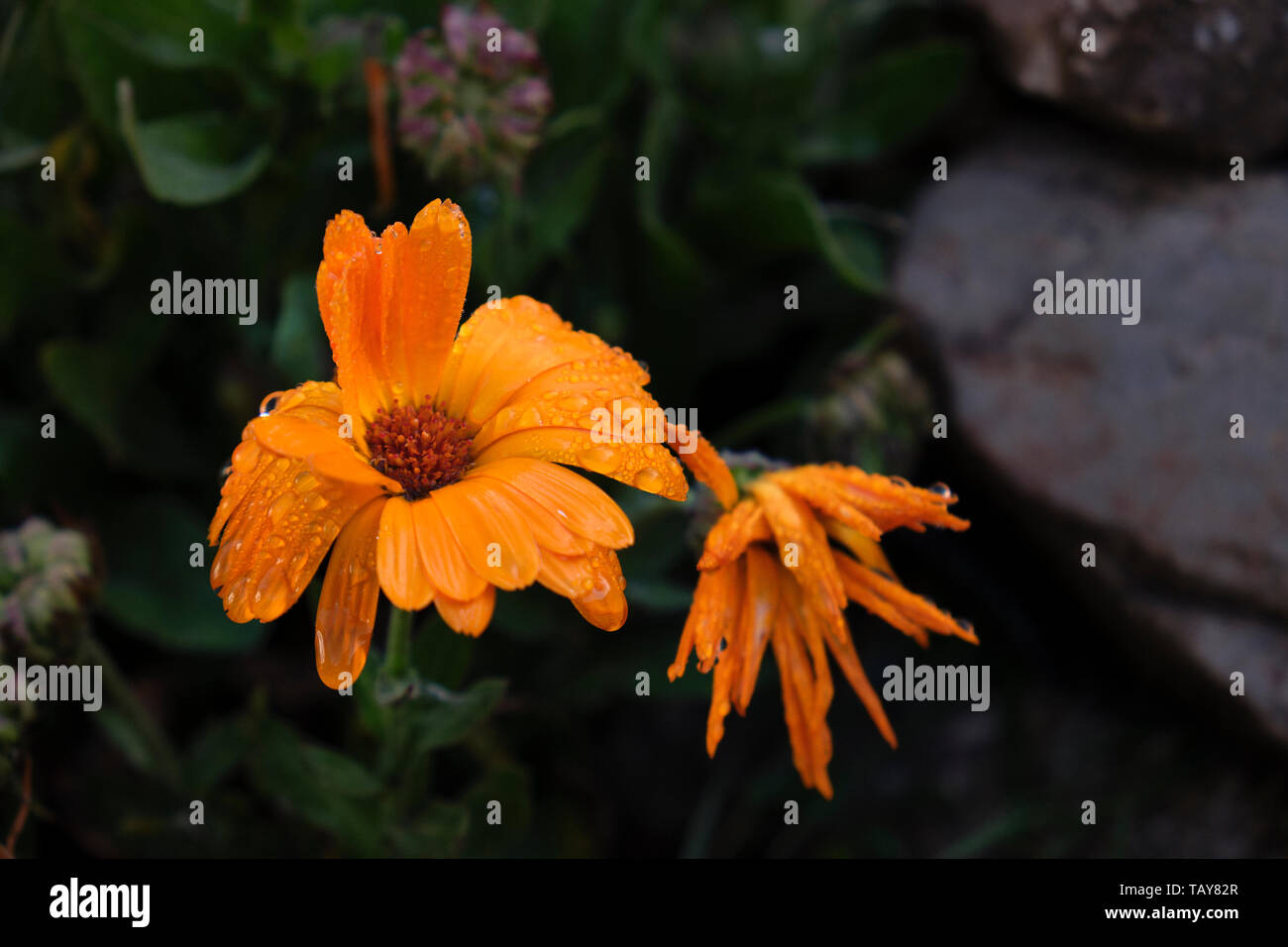 A drooping marigold flower after a strong rain shower. Stock Photo