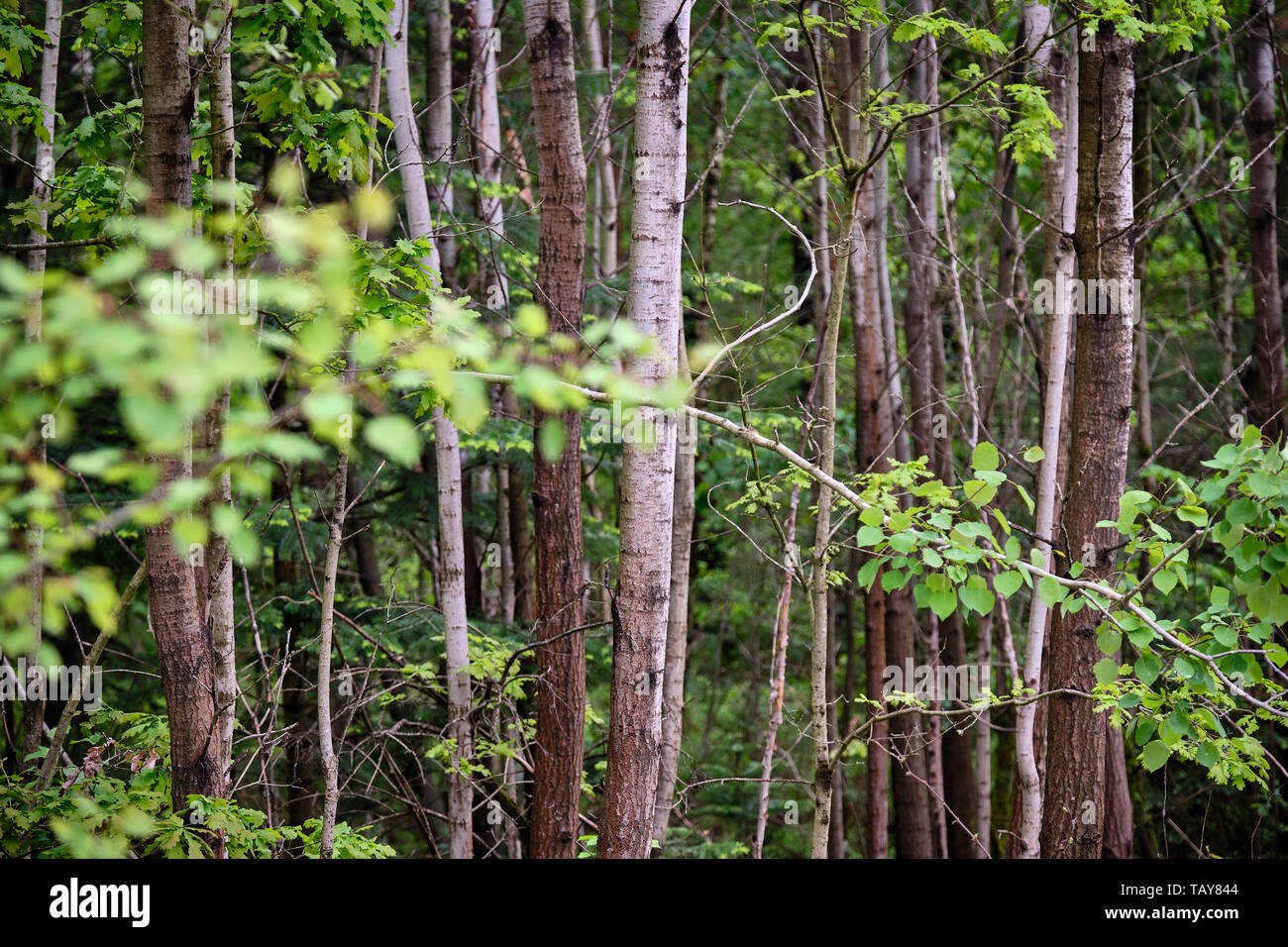 Beautiful natural and fresh springtime scenery in the forest with tree ...