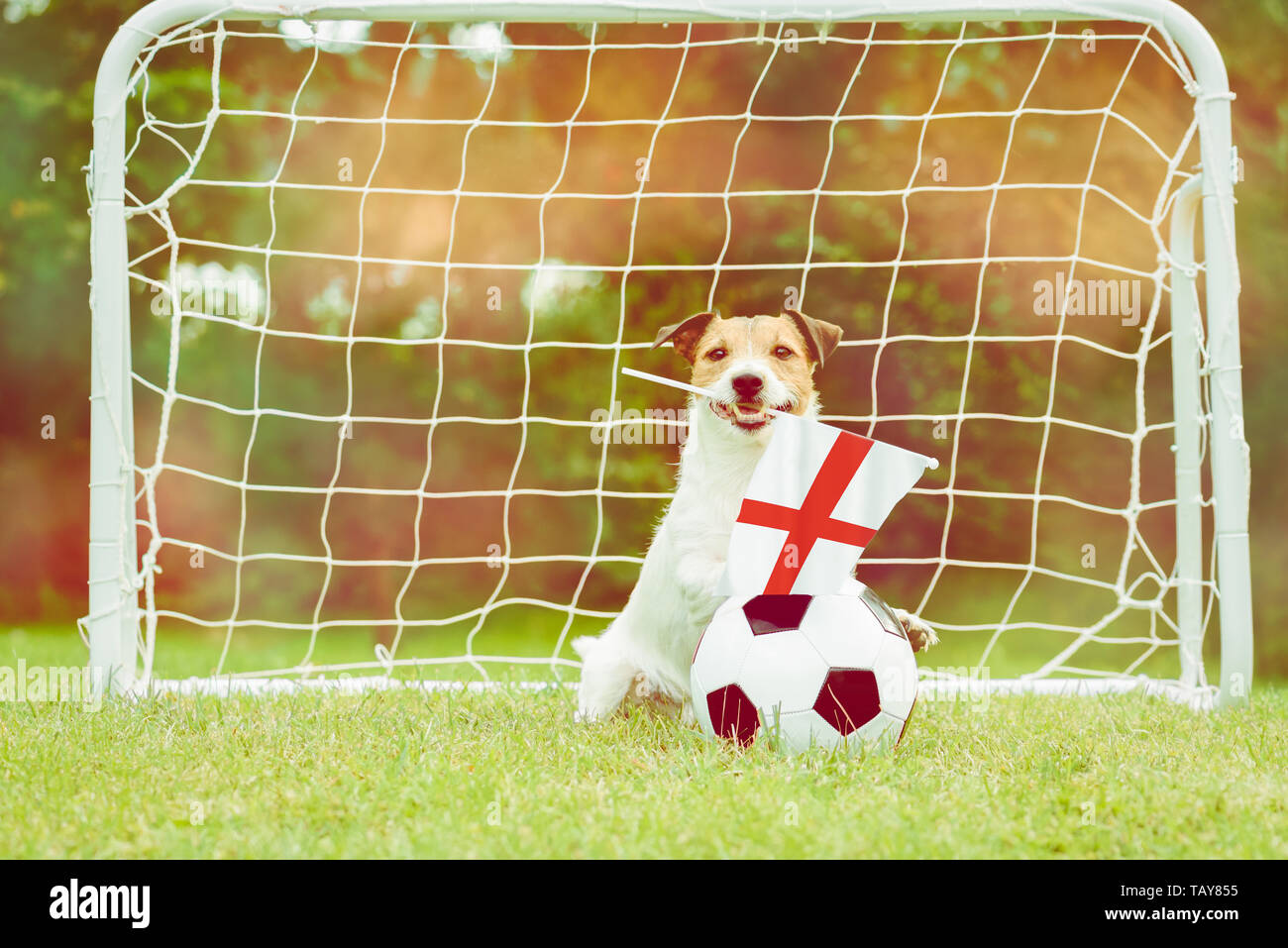 Dog as funny fan of England national team with flag supporting his team in international competition Stock Photo