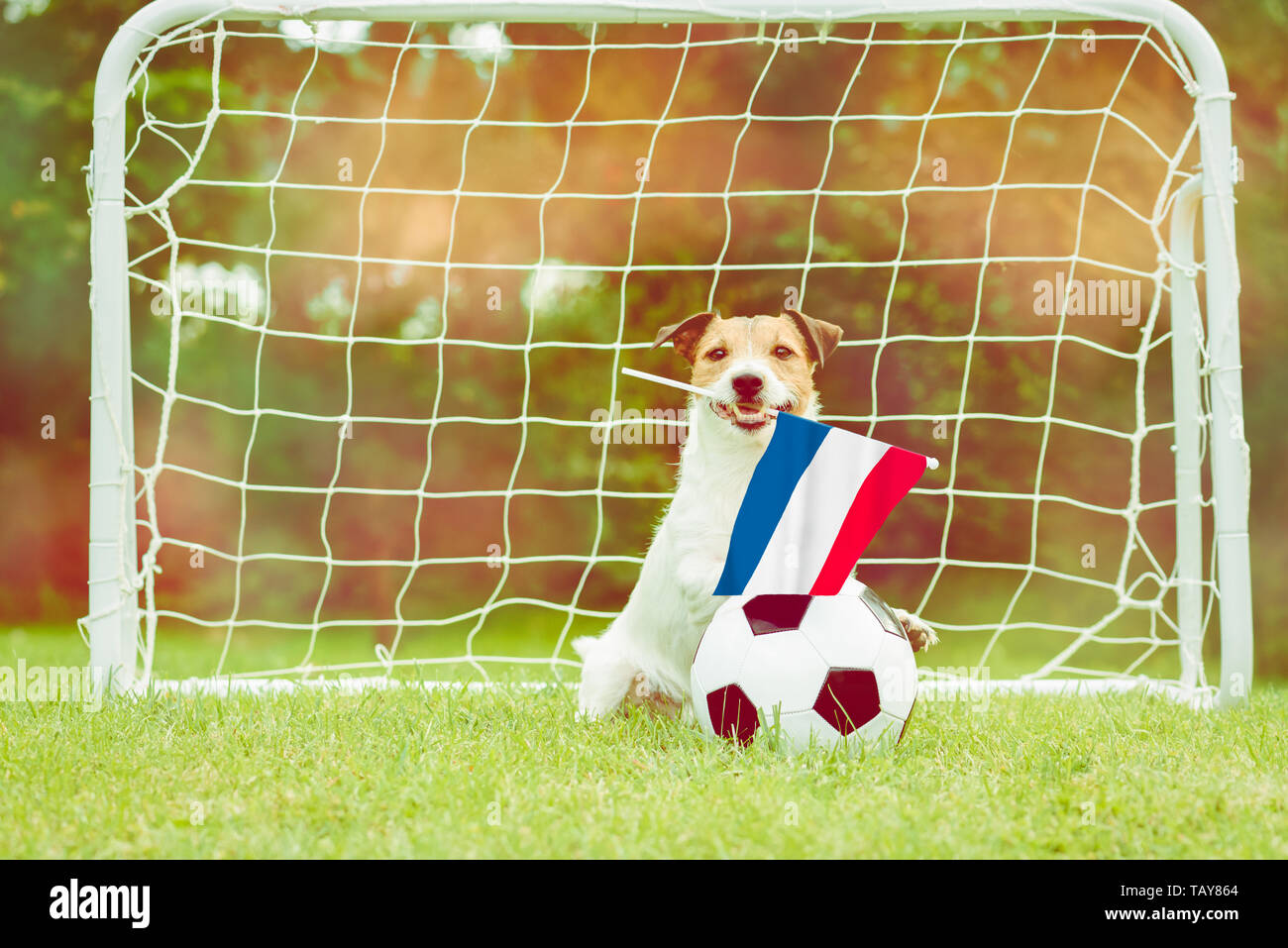 Dog as funny fan of Netherlands national team with flag supporting his team in international competition Stock Photo