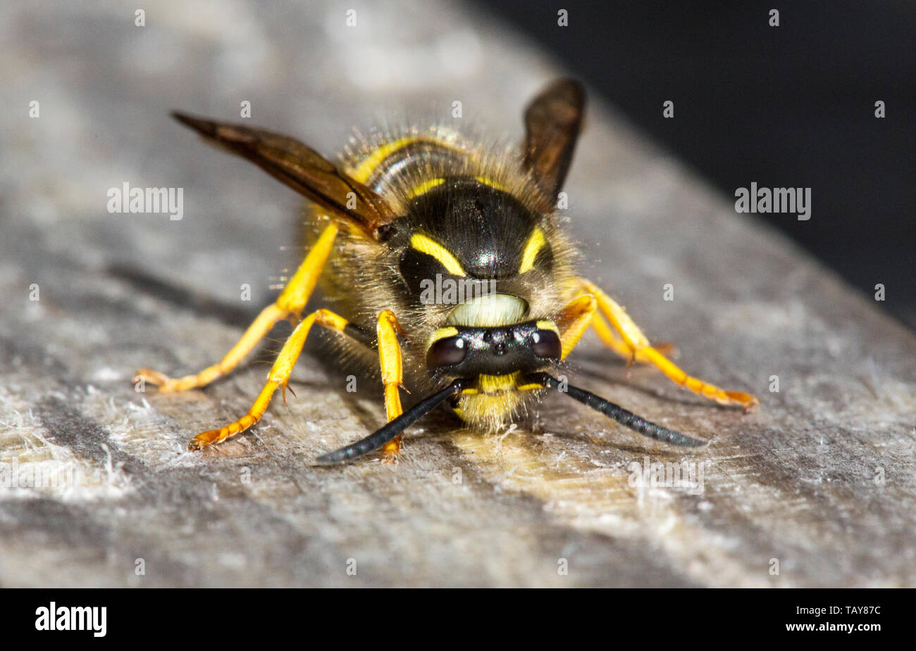 A wasp chewing wood to make into paper for its nest, Ambleside, Cumbria