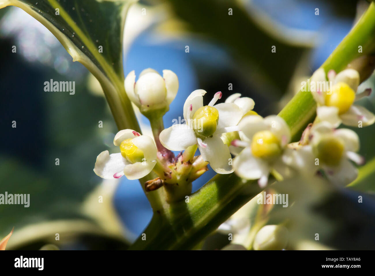 Flowers on a Holly Tree Stock Photo Alamy