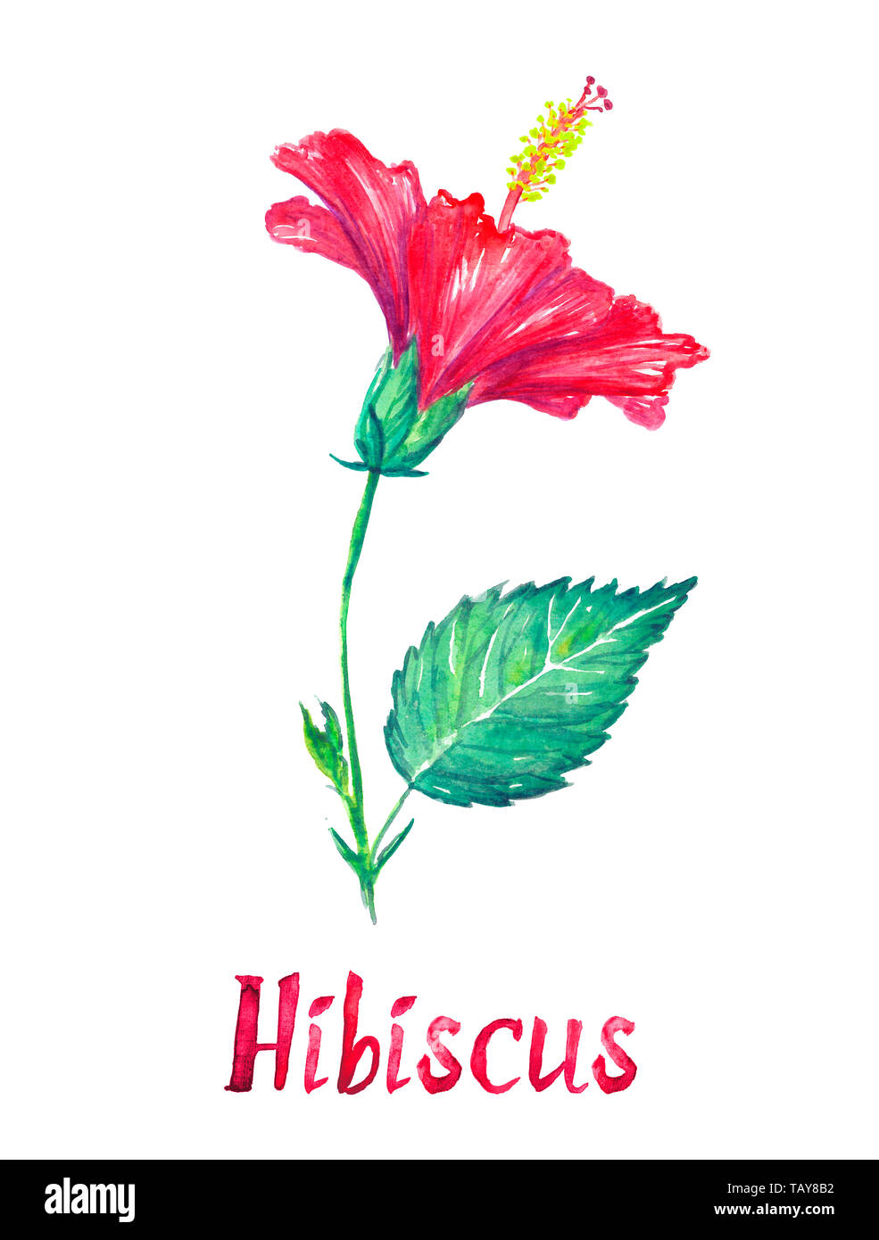 Hibiscus flower, side view with leaves , isolated on white hand painted watercolor illustration with handwritten inscription Stock Photo