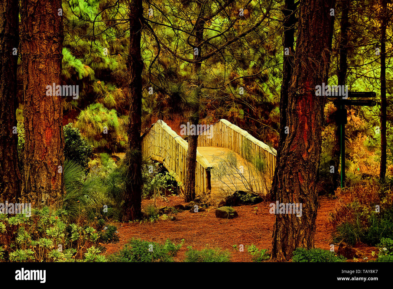 canary islands Forest garden Stock Photo