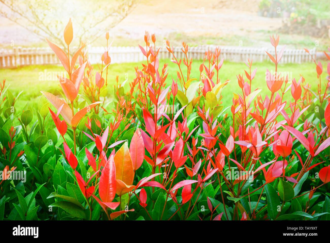 Beautiful red leaf of Syzygium australe plant or Christina tree in the