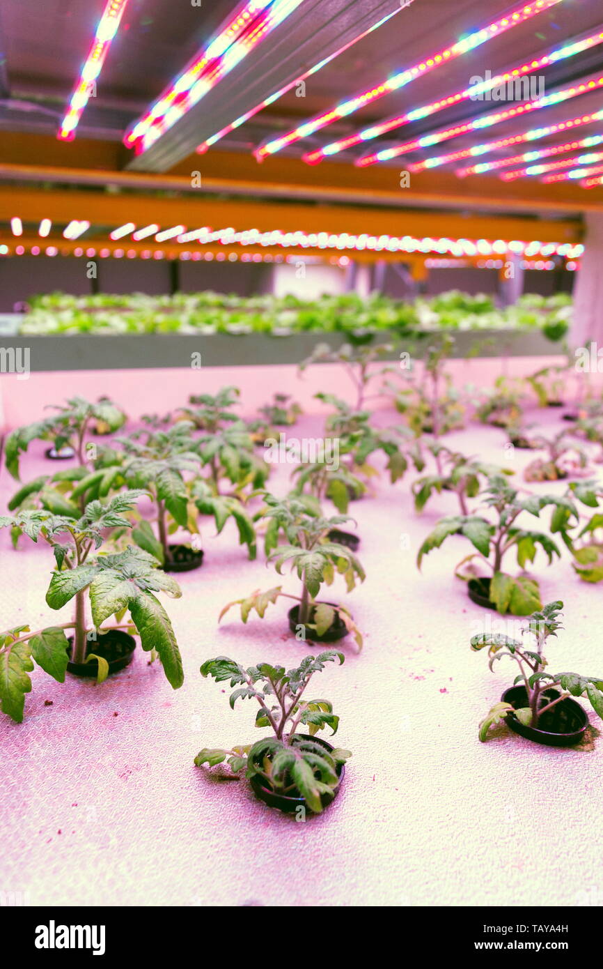 Tomato young plants grow in aquaponics system combining fish