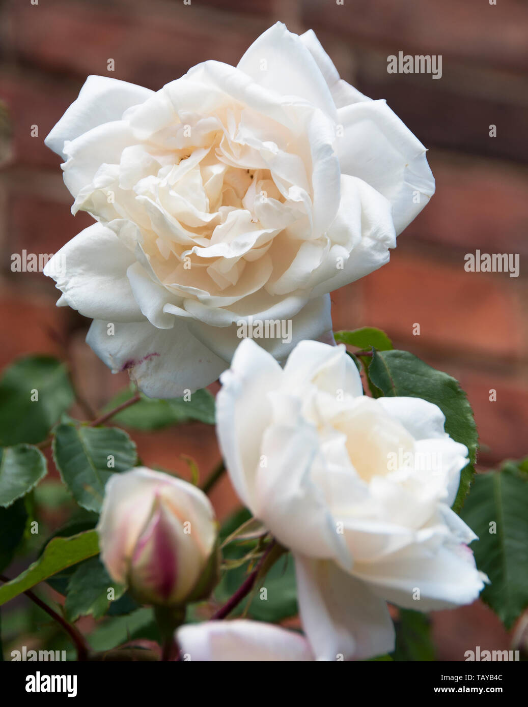 Rosa 'Iceberg' is very floriferous throughout the season, it produces large clusters of medium-sized, lightly double, white flowers, sometimes tinged  Stock Photo