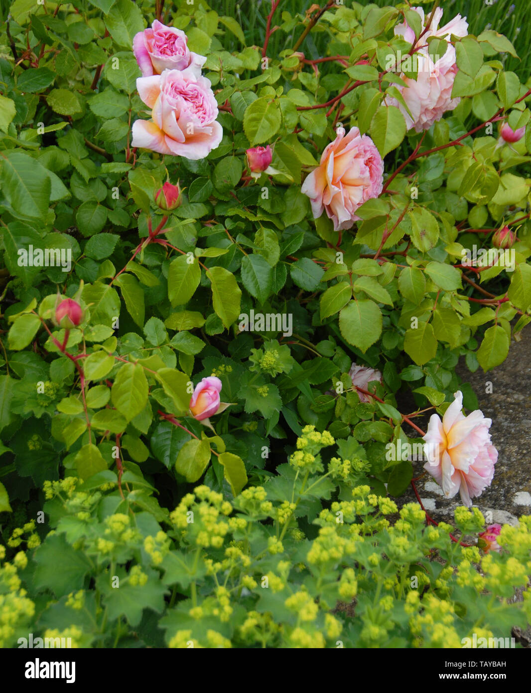 Rosa ‘A Shropshire Lad’ is a fantastic versatile rose, which may be ...