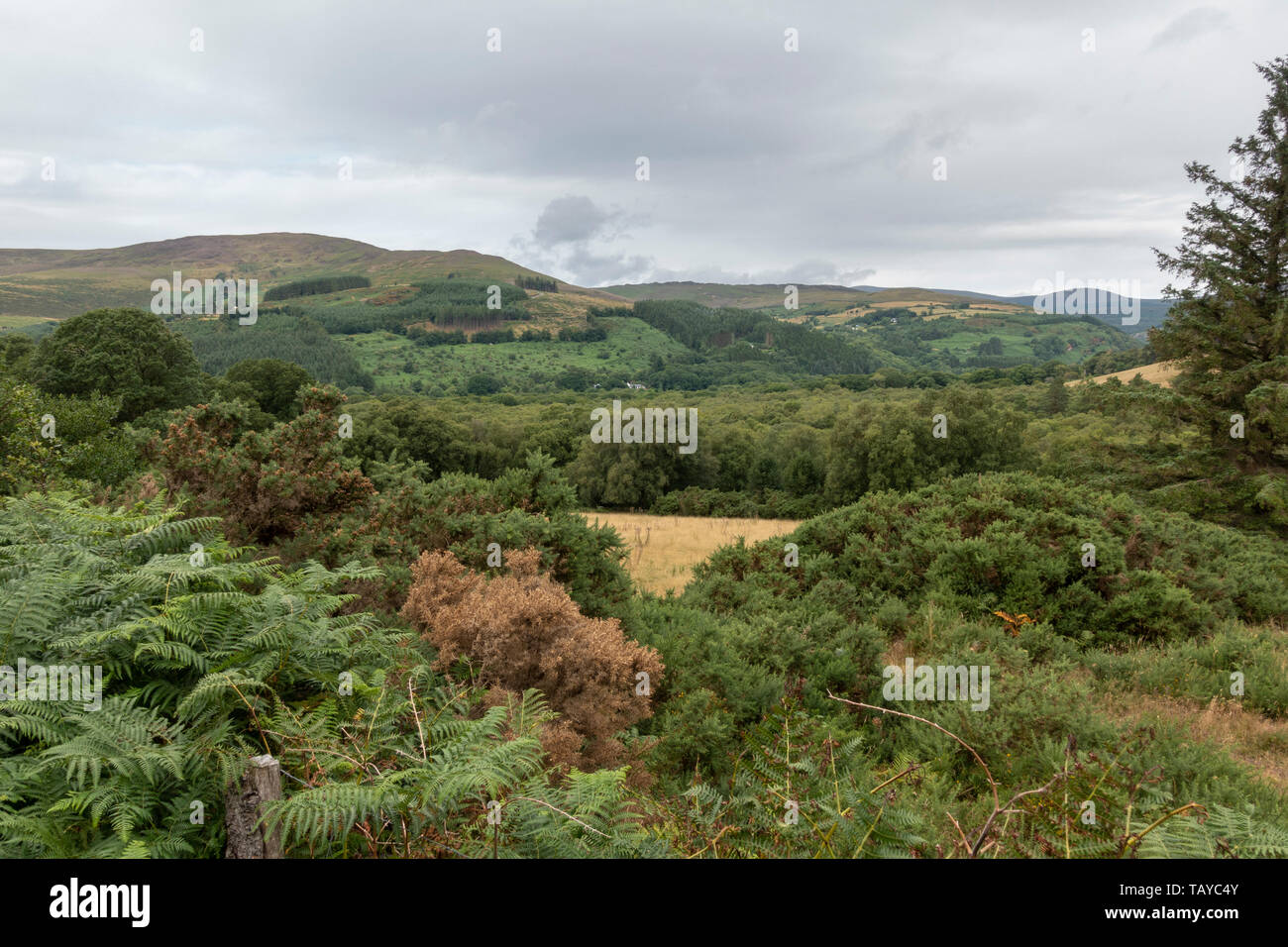 Typical countryside view in County Wicklow, Ireland. Stock Photo
