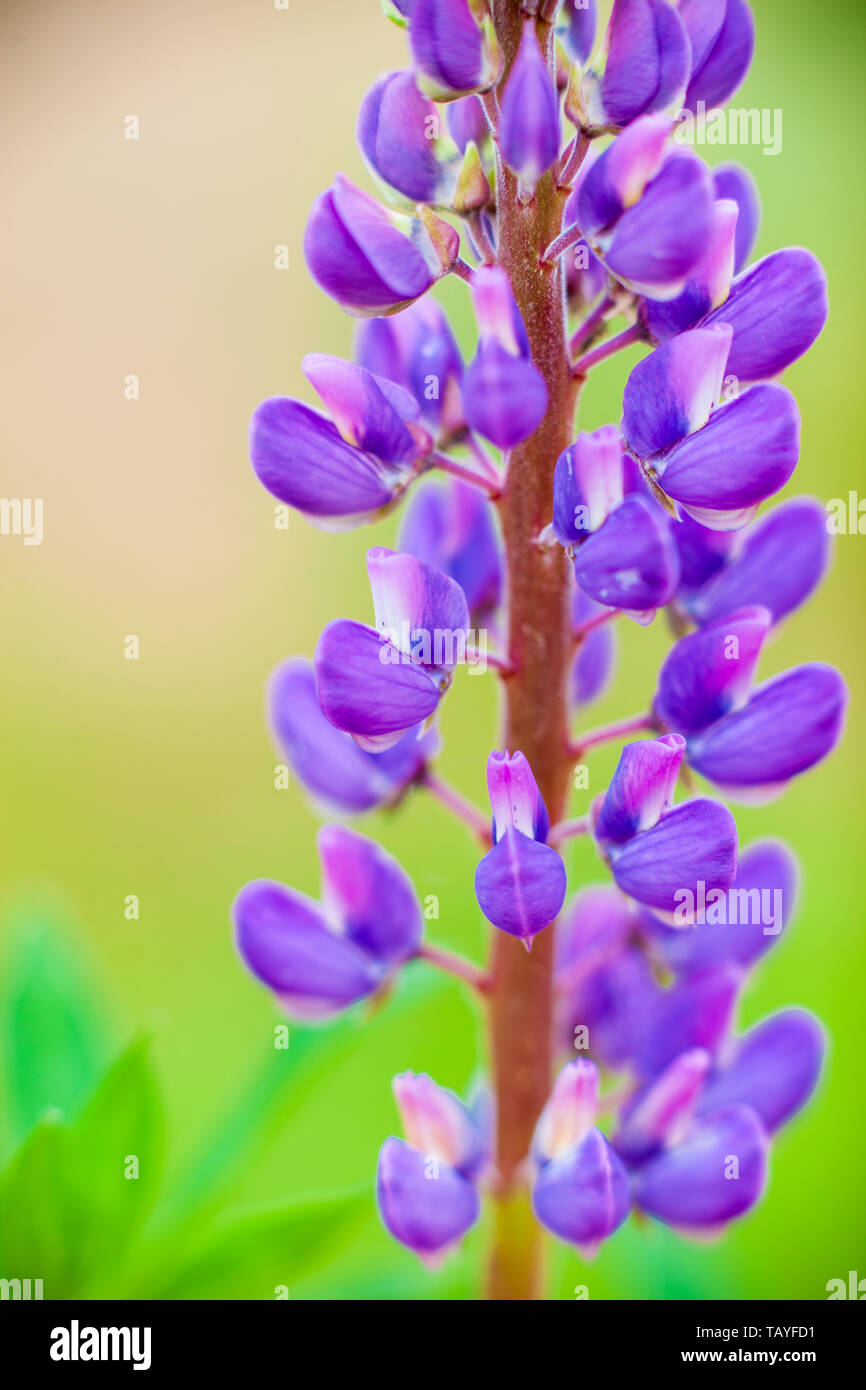 Beautiful Lupine Purple Wild with pink purple and blue flowers, close up with blurred background Stock Photo