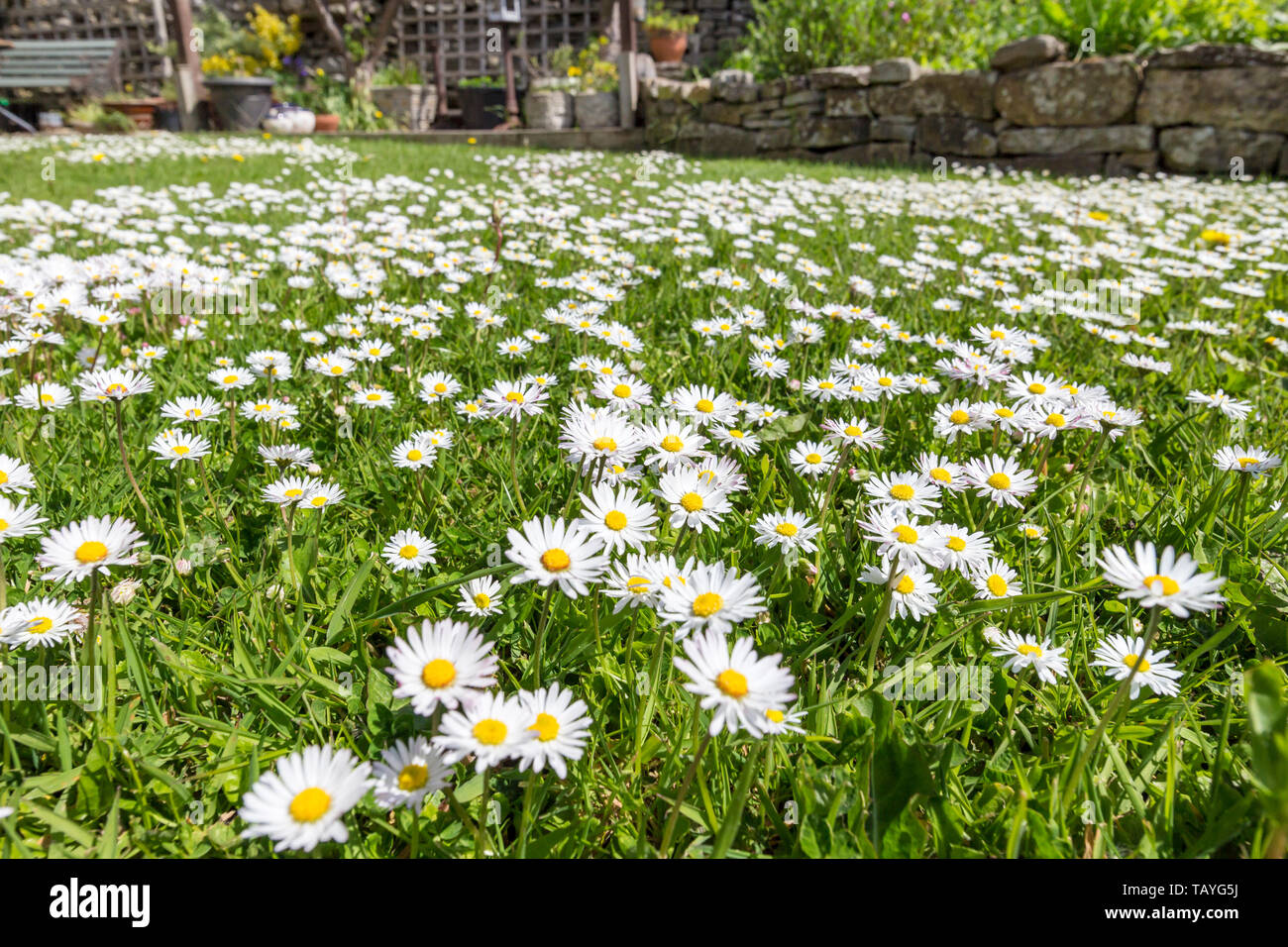 Lawn Daisies High Resolution Stock Photography and Images Alamy
