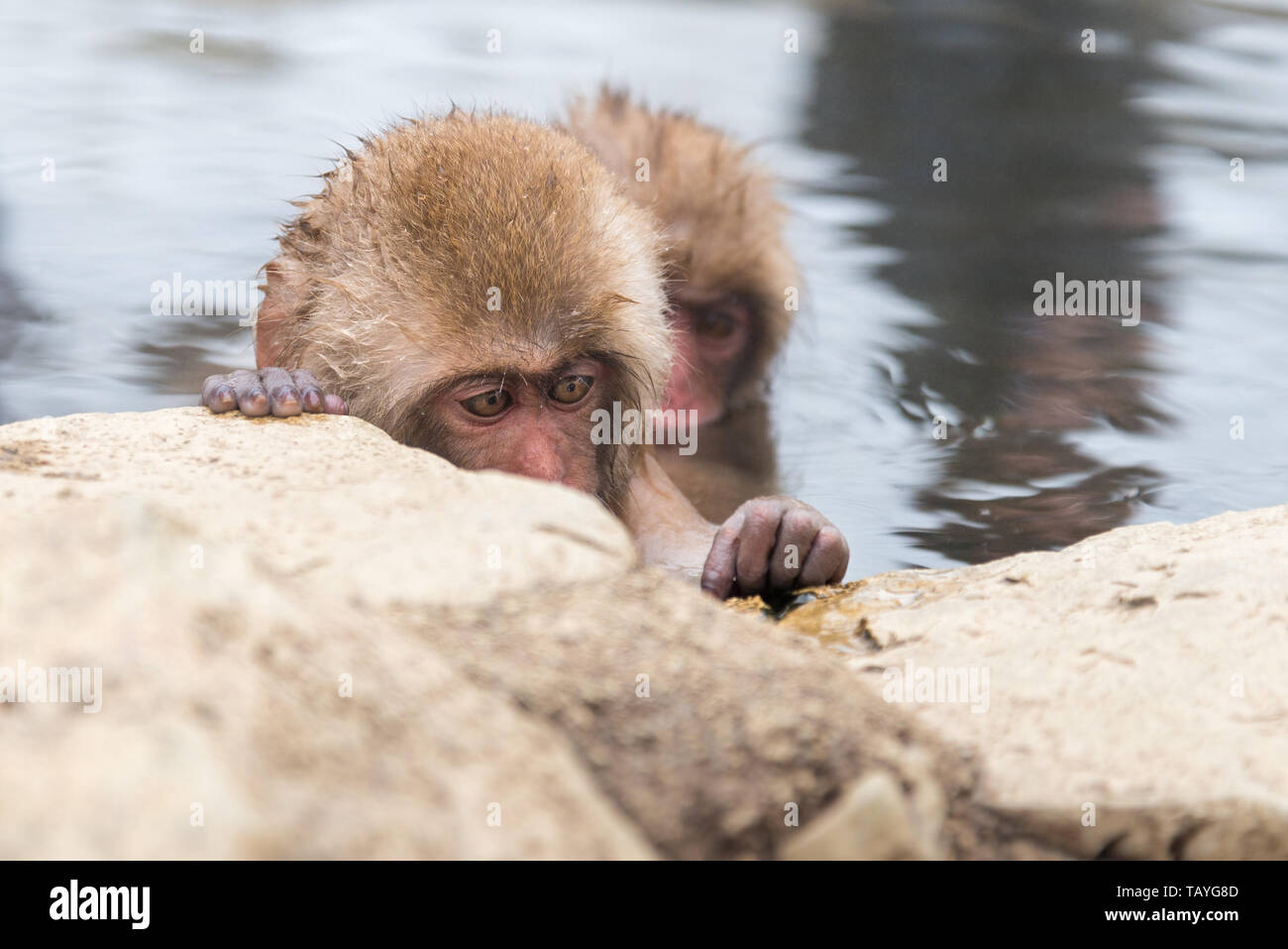 Japanese macaques bathing at Jigokudani Monkey Park Stock Photo - Alamy