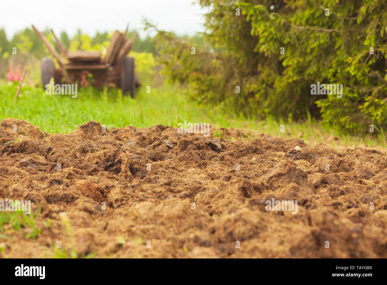 Manure From Cows On An Agricultural Field A Pile Of Natural