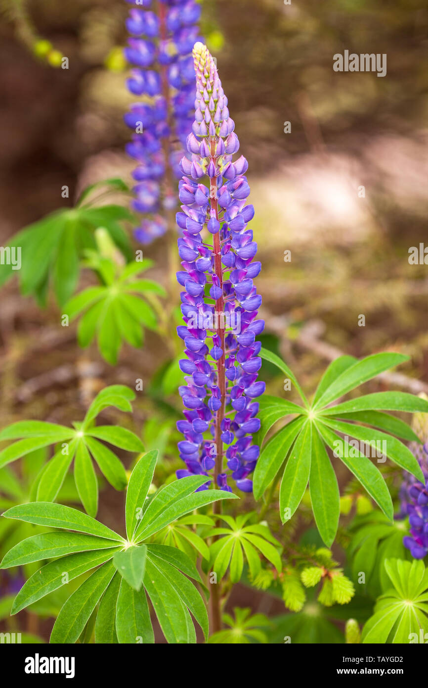 Beautiful Lupine Purple Wild with pink purple and blue flowers, close up with blurred background Stock Photo
