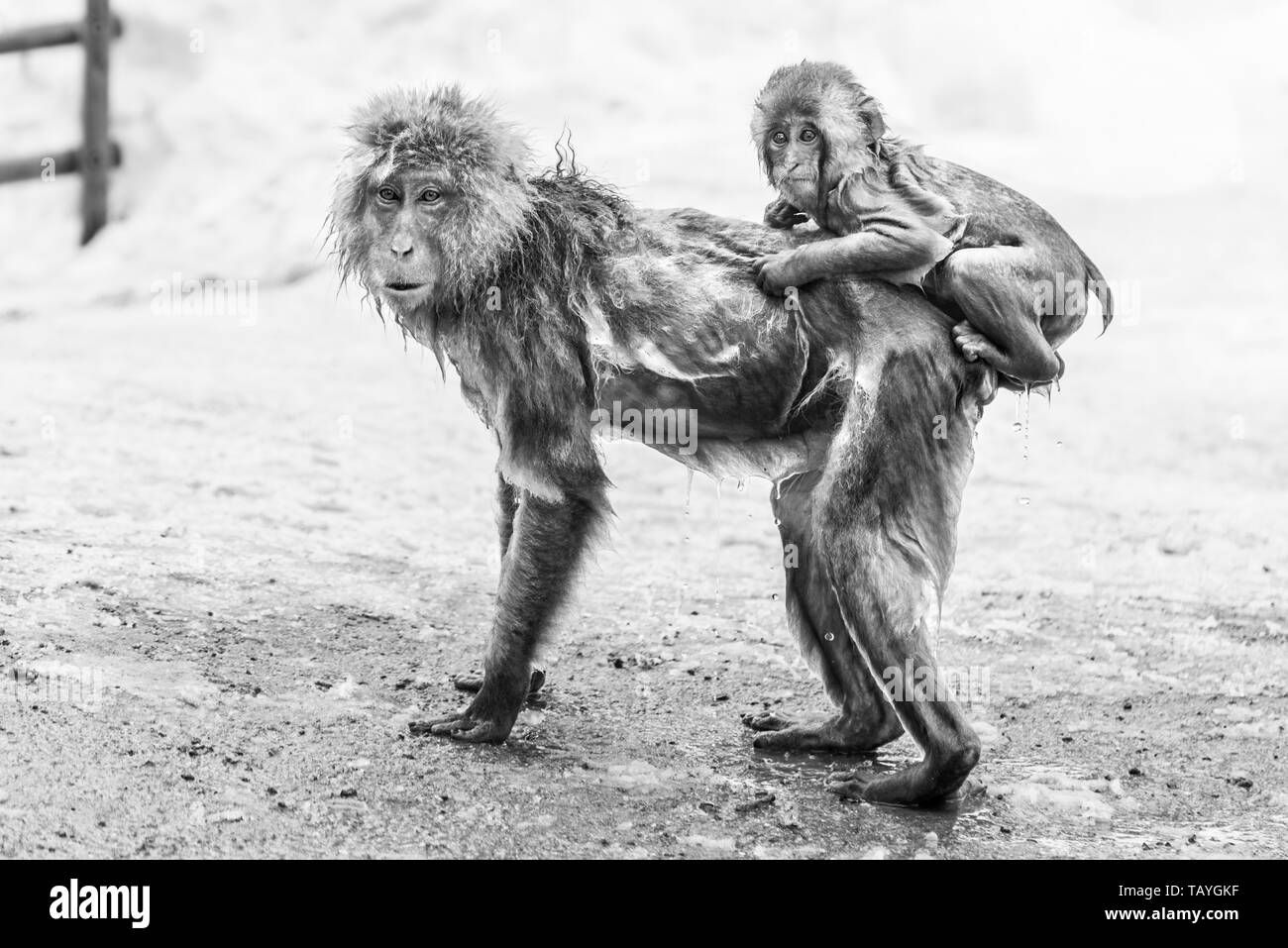 Japanese macaques at Jigokudani Monkey Park Stock Photo