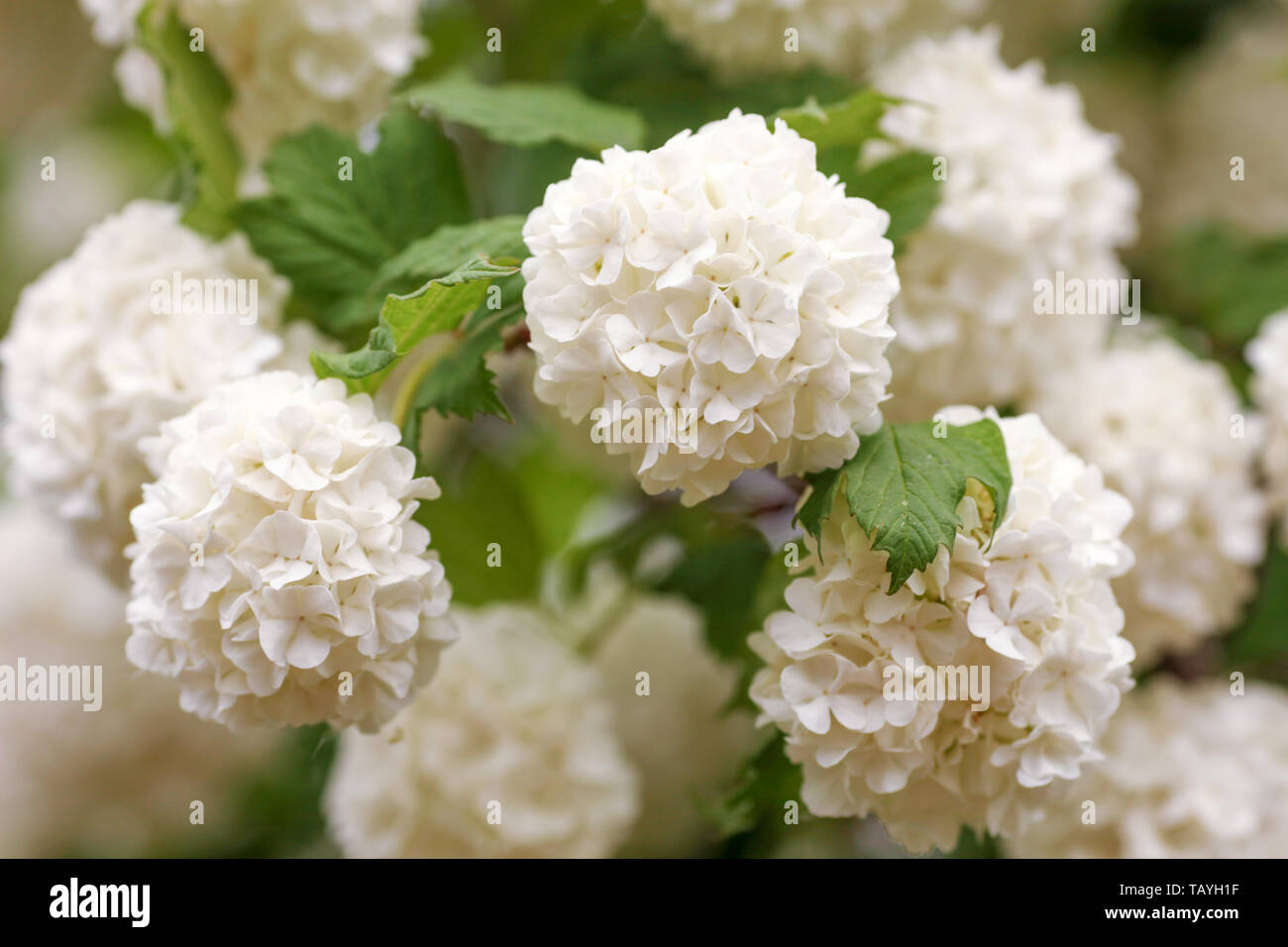 Viburnum opulus, water elder, cramp bark, snowball tree and European cranberrybush, white flower Stock Photo