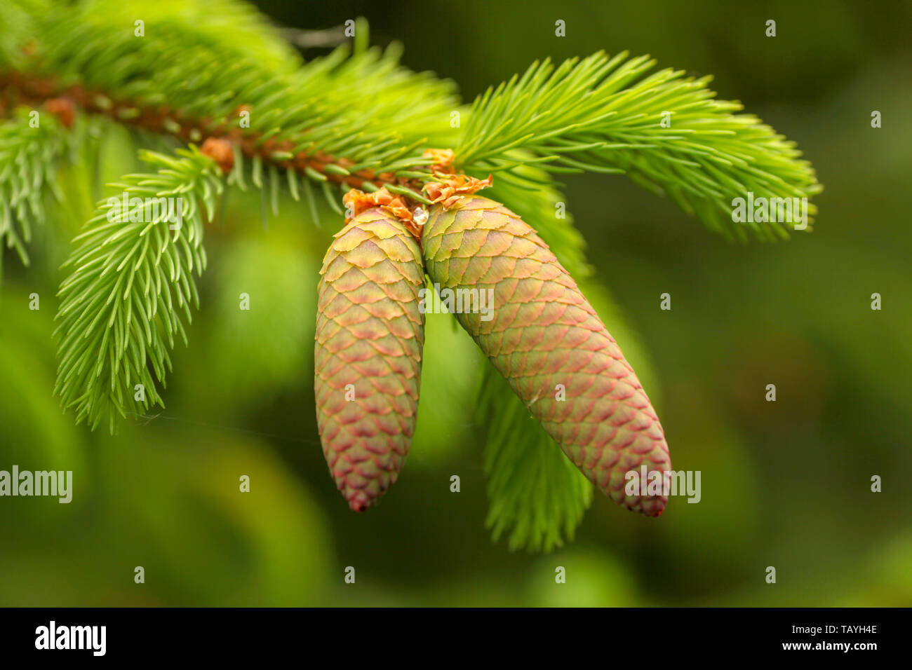 Young red spruce pine cone on the green branches with green background Stock Photo