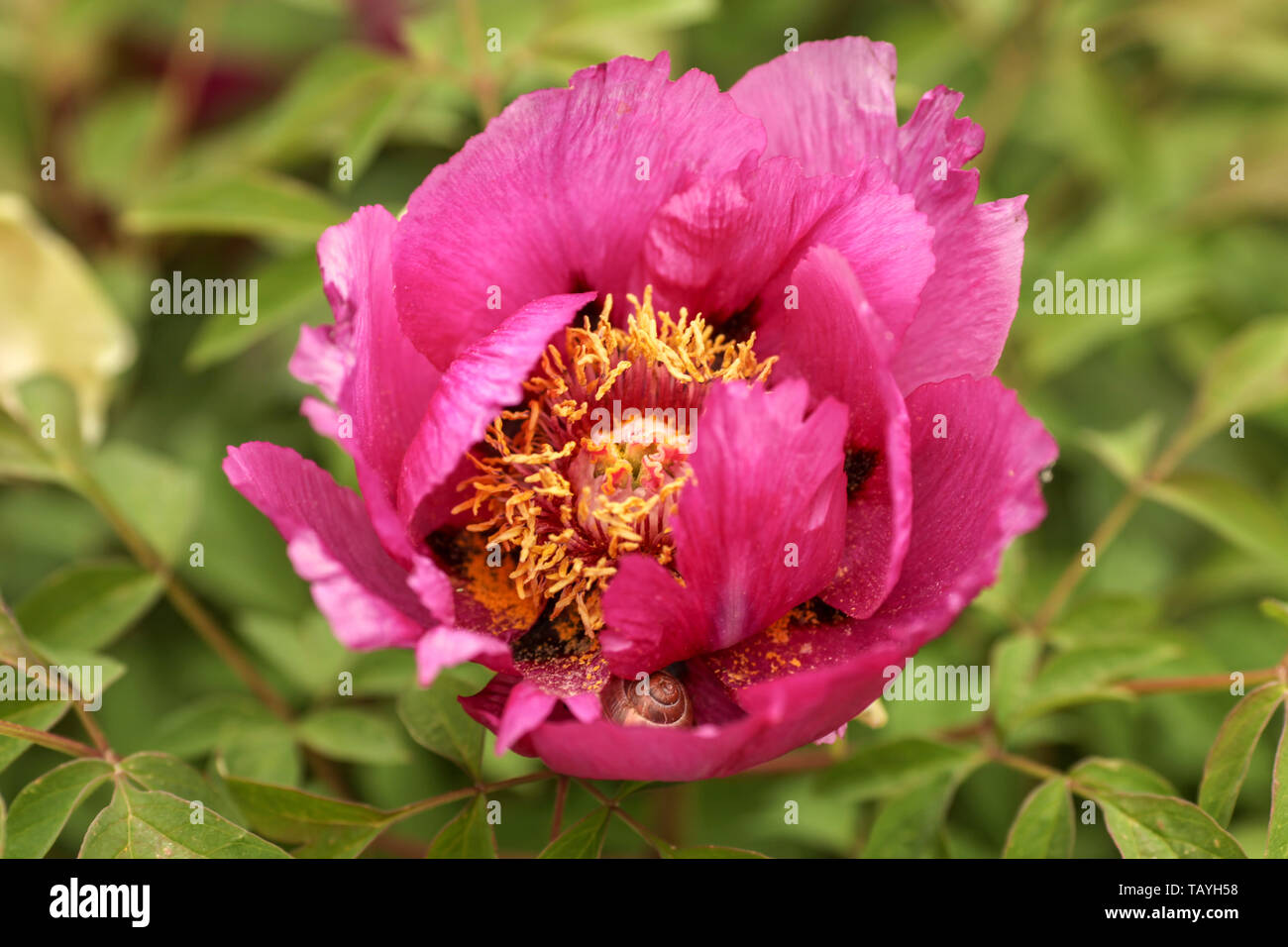 Beautiful wild peony growing freely in a garden Stock Photo