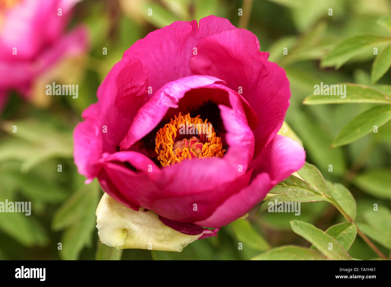 Beautiful wild peony growing freely in a garden Stock Photo