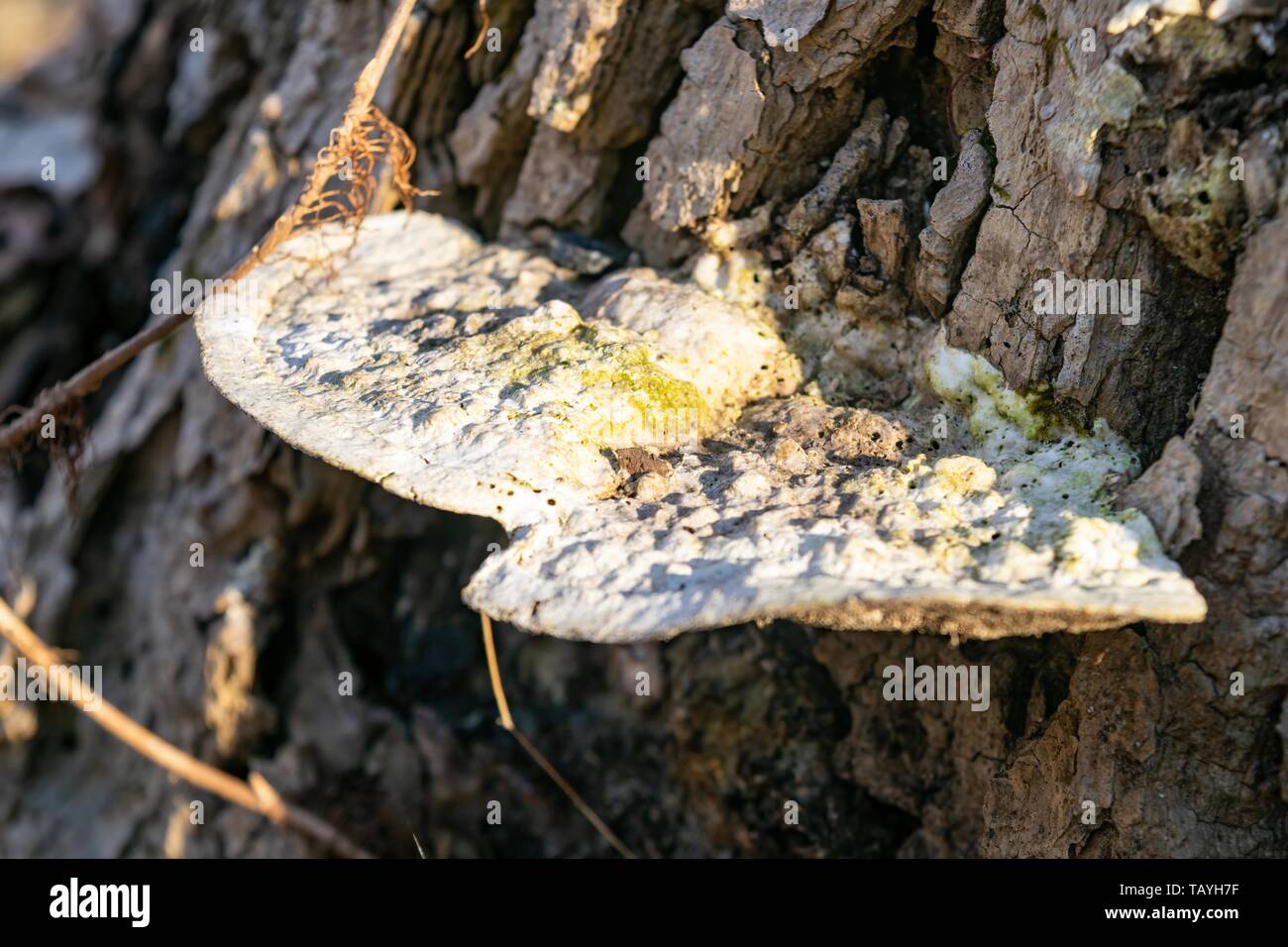 Closeup of mushrooms growing on the bark of an old rotting tree trunk Stock Photo
