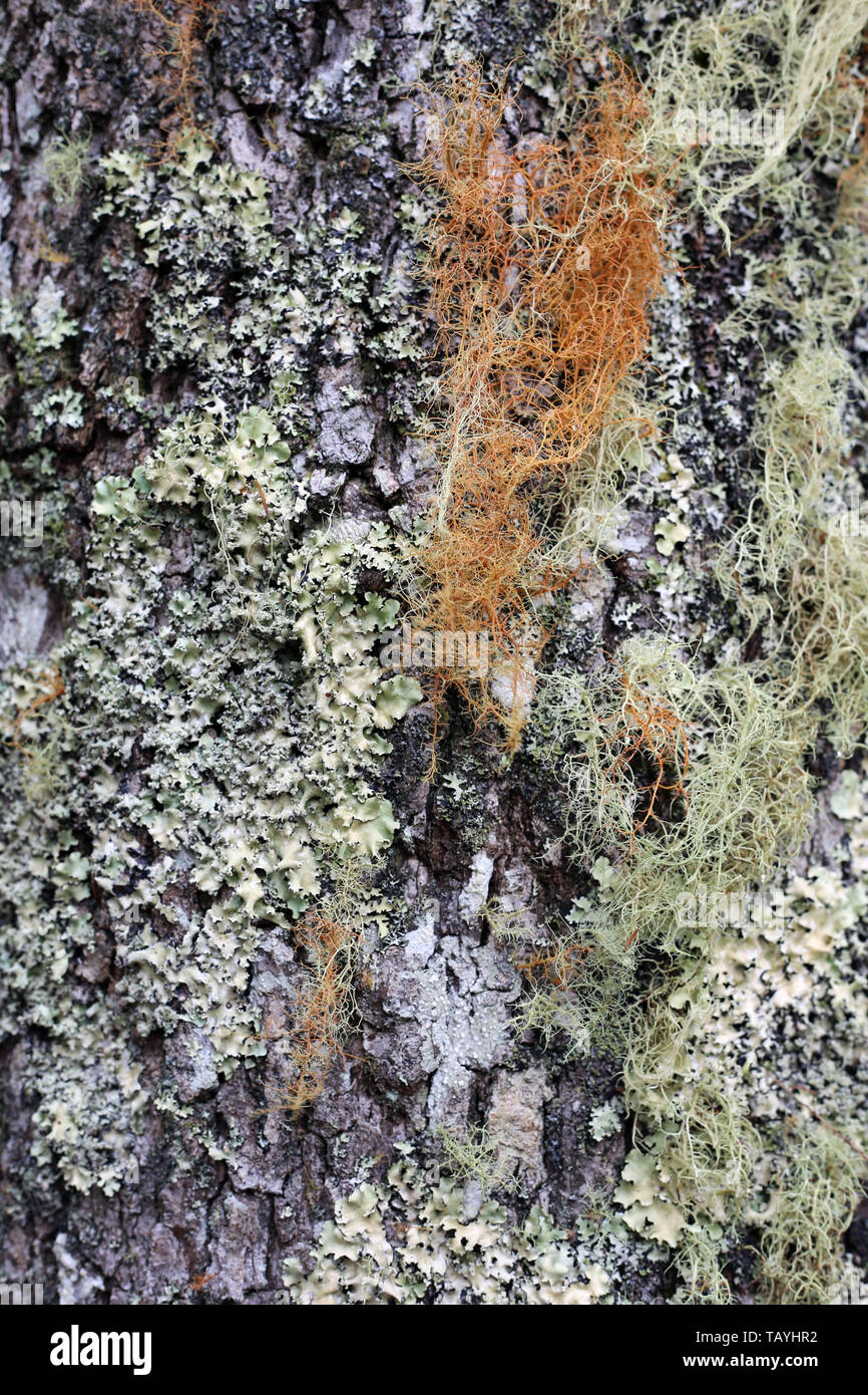 Texture of a tree trunk with a lot of white, grey and colorful lichen growing on it. Photographed in the forests of the island of Madeira, Portugal. Stock Photo