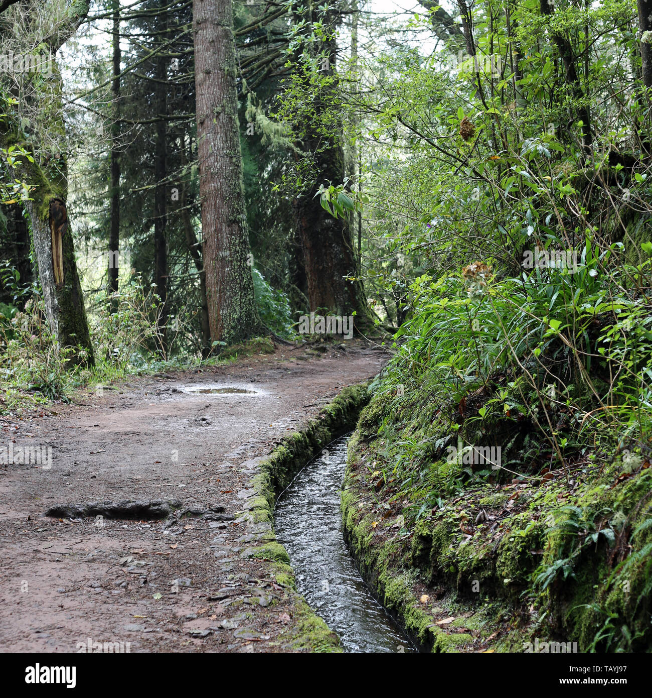 Levada Walk Called Caldeirao Verde Located Up In The Hills Of Madeira Portugal This Hiking Path Is Located Around 1000 M 3000 Ft Above The Sea Stock Photo Alamy