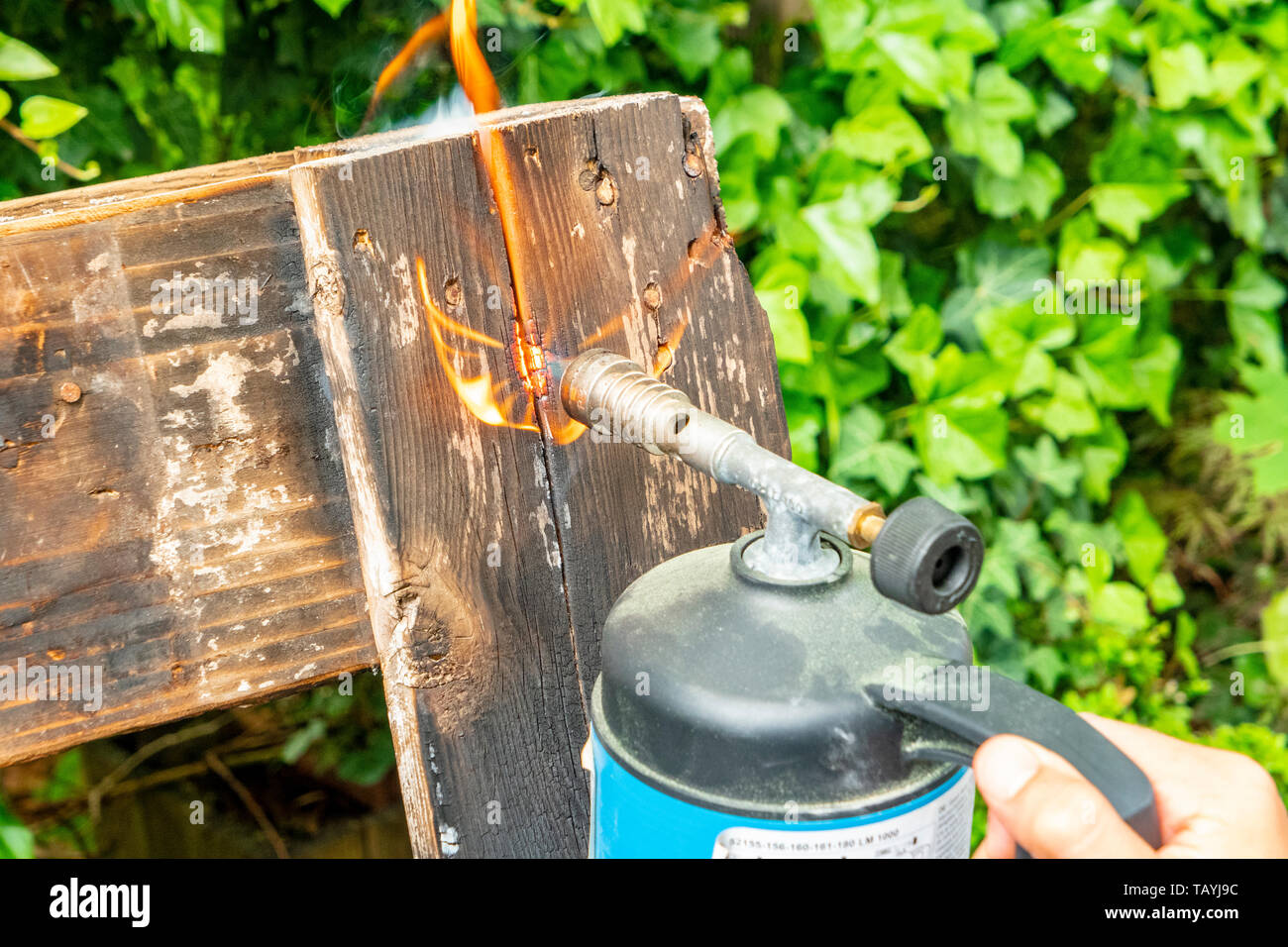 gas burner with hot flame on a wooden pallet to flame it down Stock