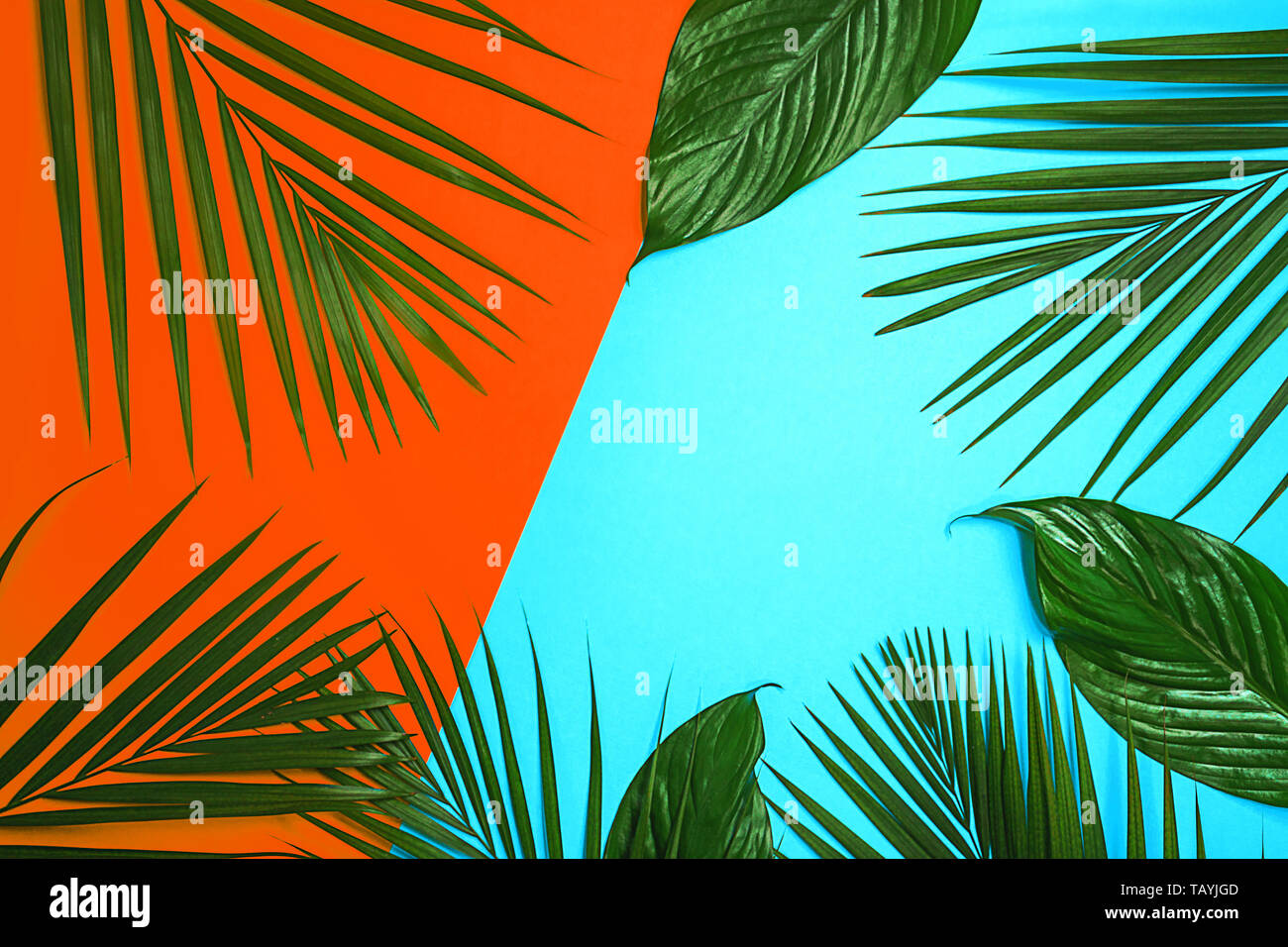 Palm Leaves Background High Resolution Stock Photography And Images Alamy Palm Leaves Background High Resolution Stock Photography And Images Alamy
