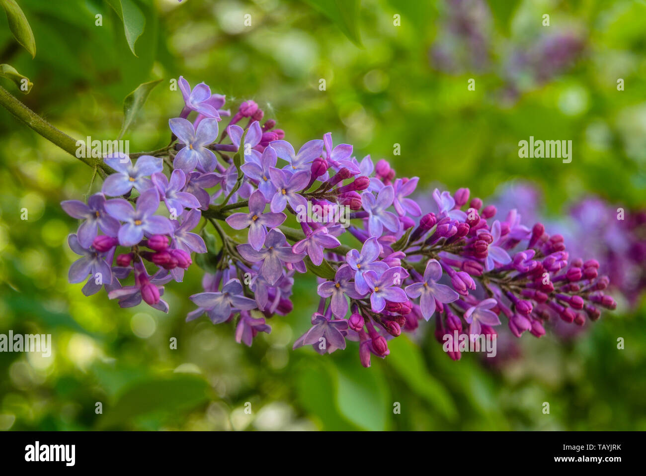 Branches of purple lilac. Background with beautiful blooming branch of ...