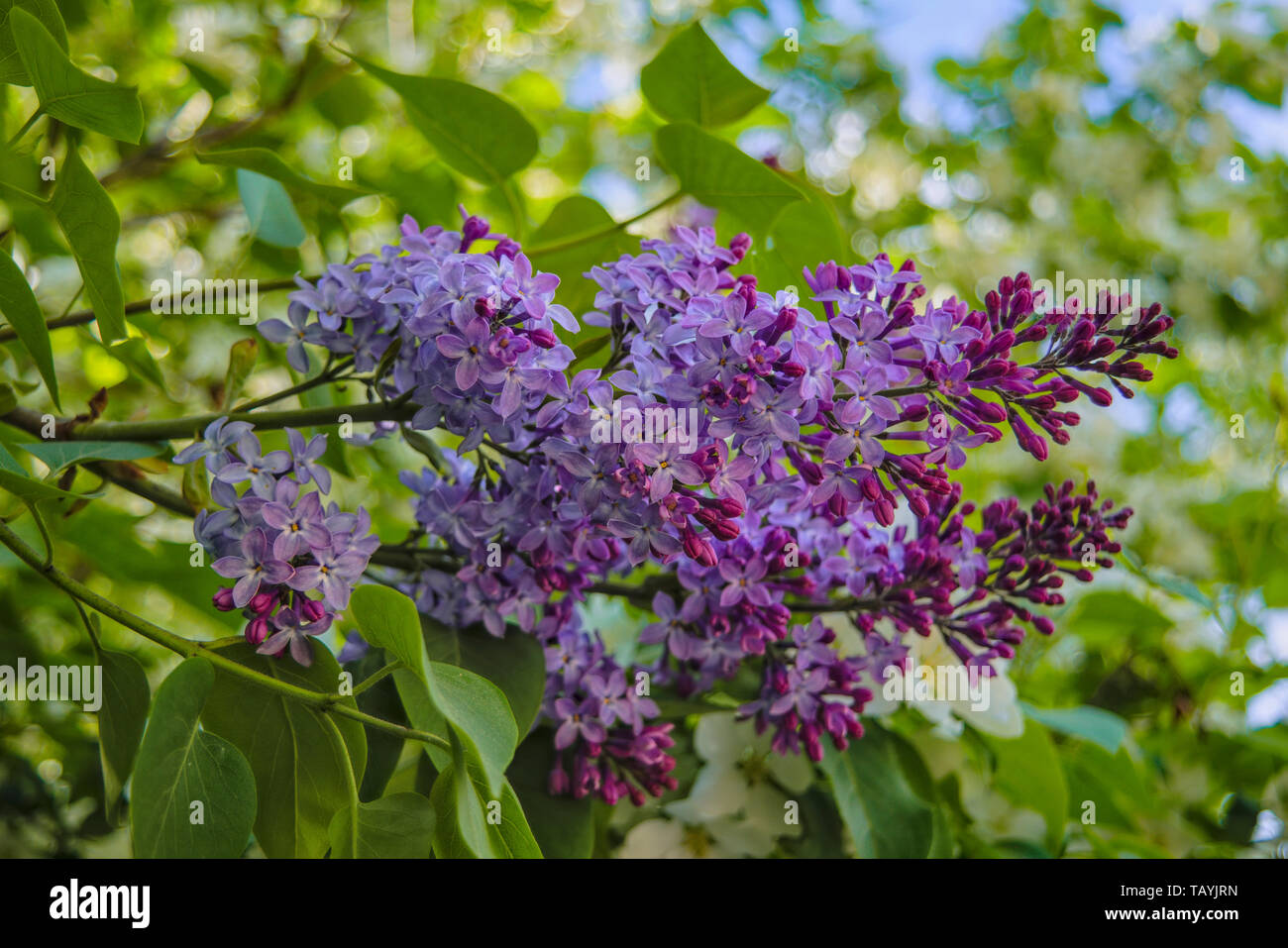Branches of purple lilac. Background with beautiful blooming branch of ...