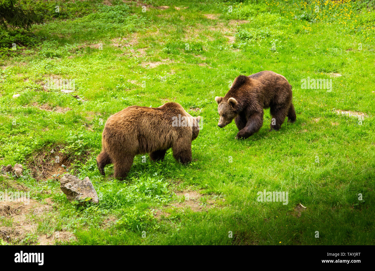 Brown bear walking free in a summer forest Stock Photo - Alamy