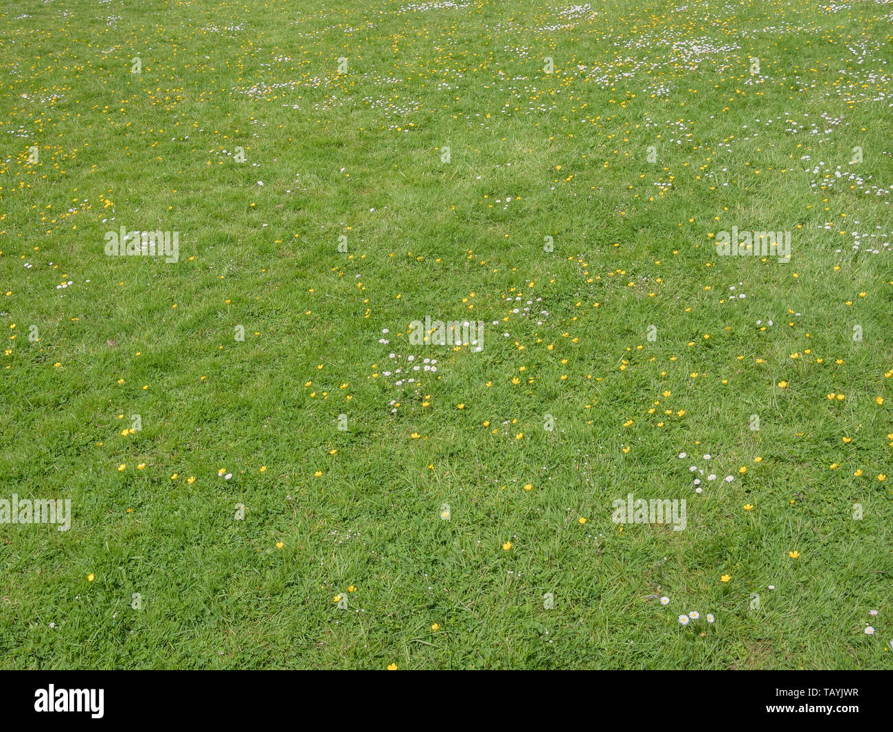 Creeping Buttercups / Ranunculus repens & Daisies / Bellis perennis. Concept problem lawn weeds, overtaken by weeds, weeds overtaking, patch of grass. Stock Photo