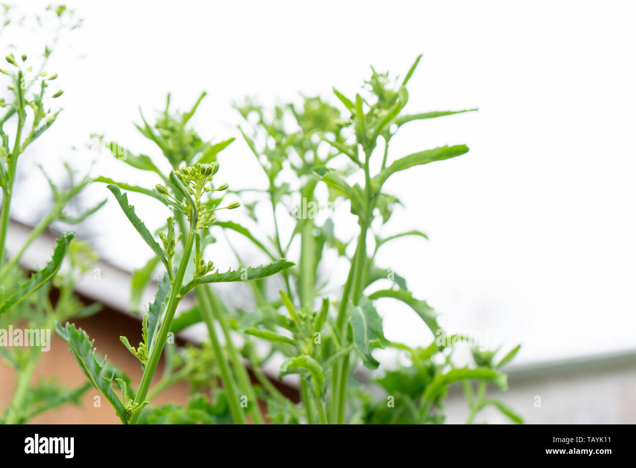 Kale flowers about to form on a kale biennial, edible vegetable plant