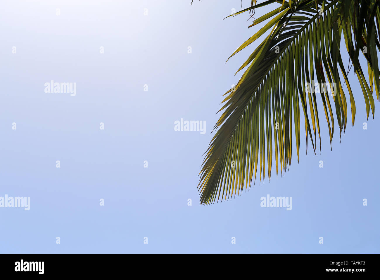 Palm tree branches and blue sky from below. Photographed in a paradise island called Madeira. In this photo you can see multiple palm leaves. Stock Photo