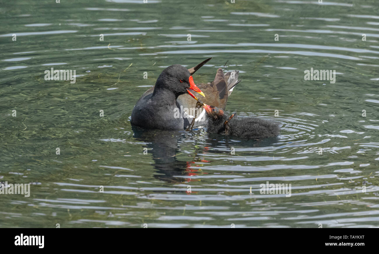 Moorhen eating weed hires stock photography and images Alamy