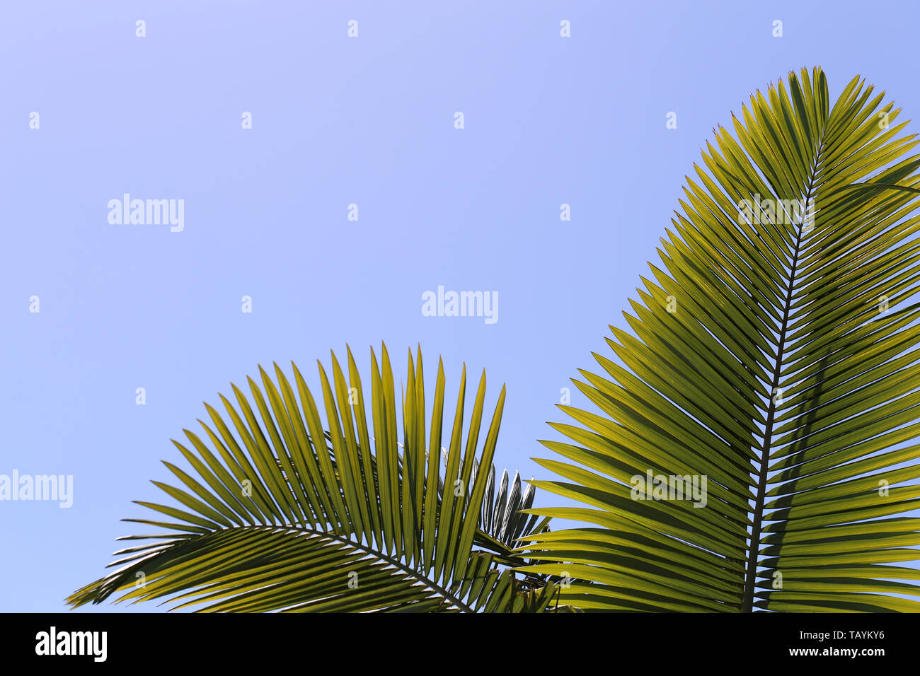 Palm tree branches and blue sky from below. Photographed in a paradise