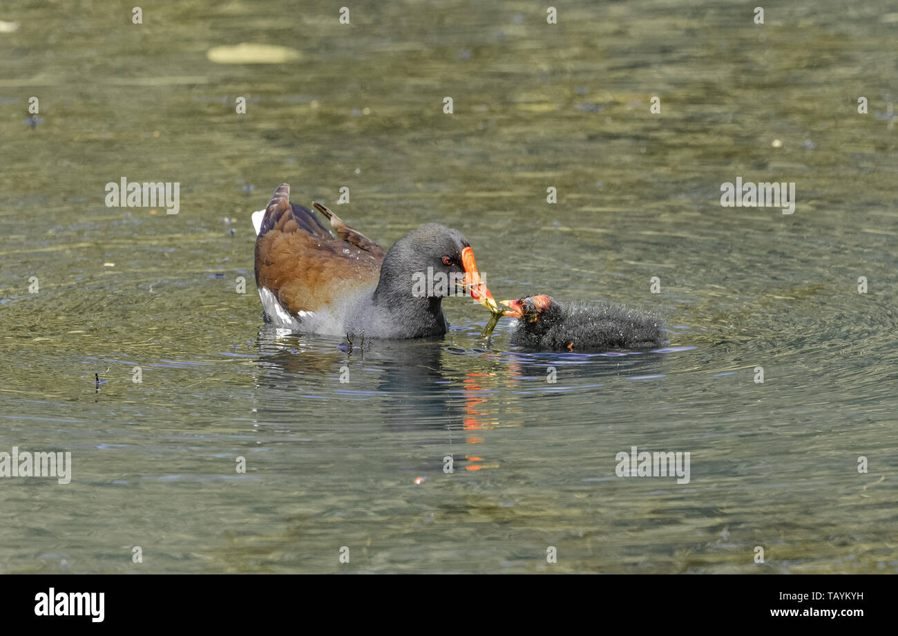 Moorhen eating weed hires stock photography and images Alamy