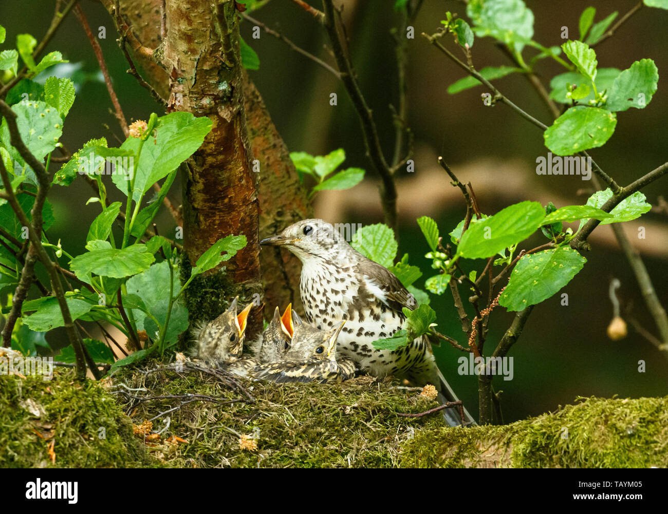 Adult Mistle thrush on a nest with fledglings. Stock Photo