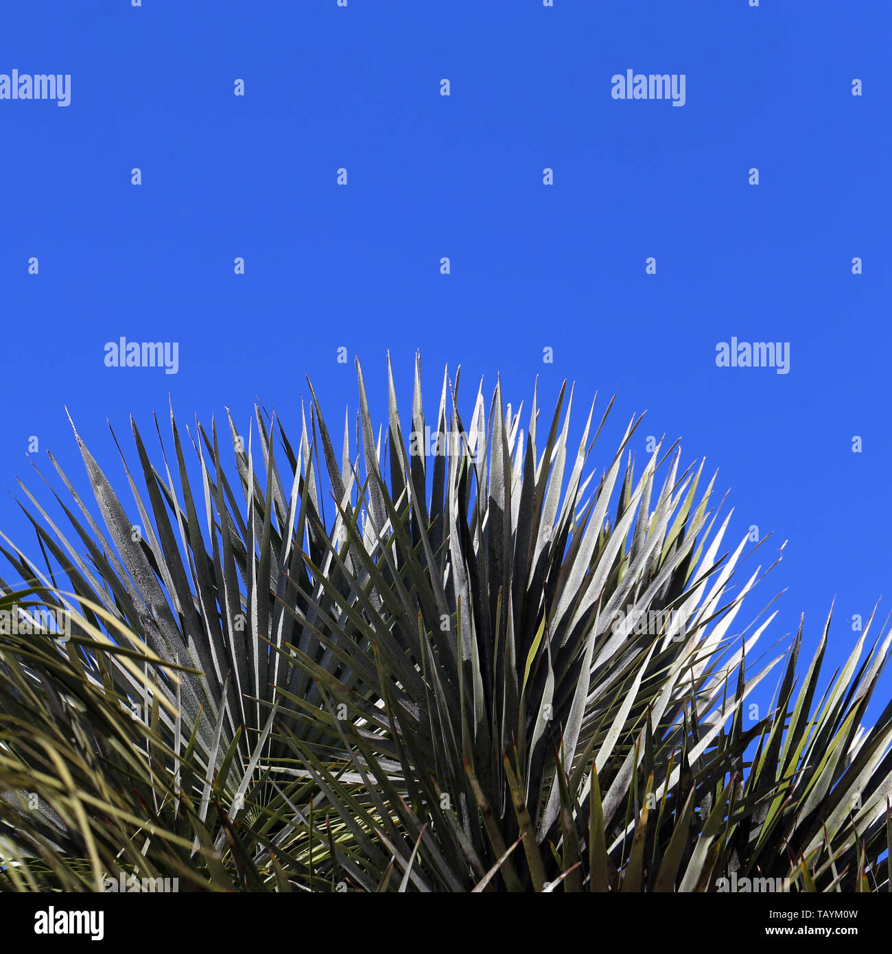Palm tree branches and blue sky from below. Photographed in a paradise