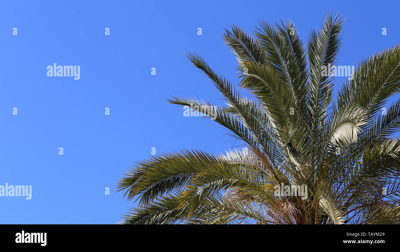 Palm tree branches and blue sky from below. Photographed in a paradise