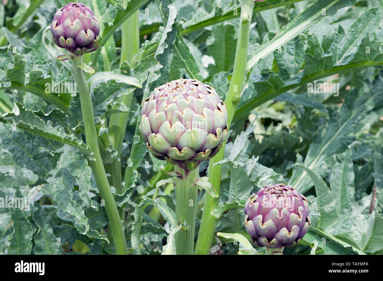 Globe artichokes in a vegetable garden, with purple flowers, green lush foliage . Stock Photo