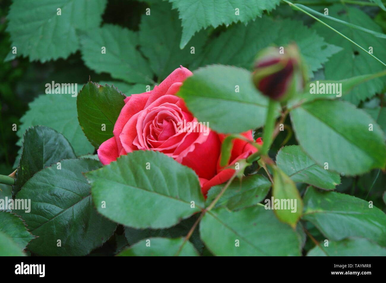 Large Rose In Garden. Stock Photo