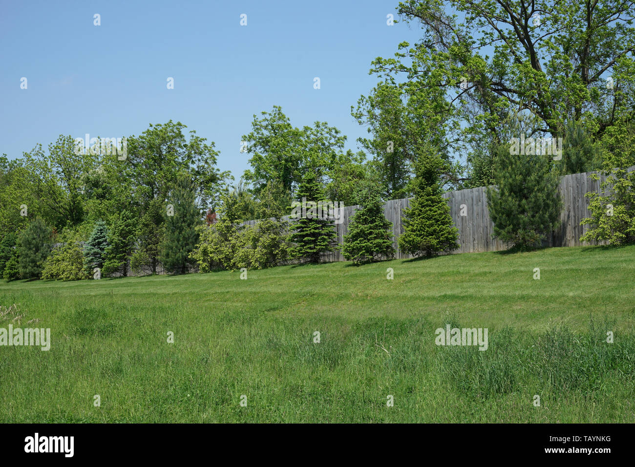 Low berm with evergreen trees. Stock Photo