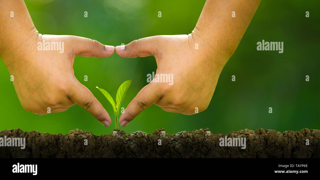 Planting trees, loving the environment and protecting nature Nourishing