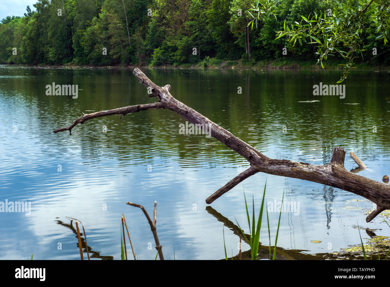 Concept nature : The tree trunk Stock Photo