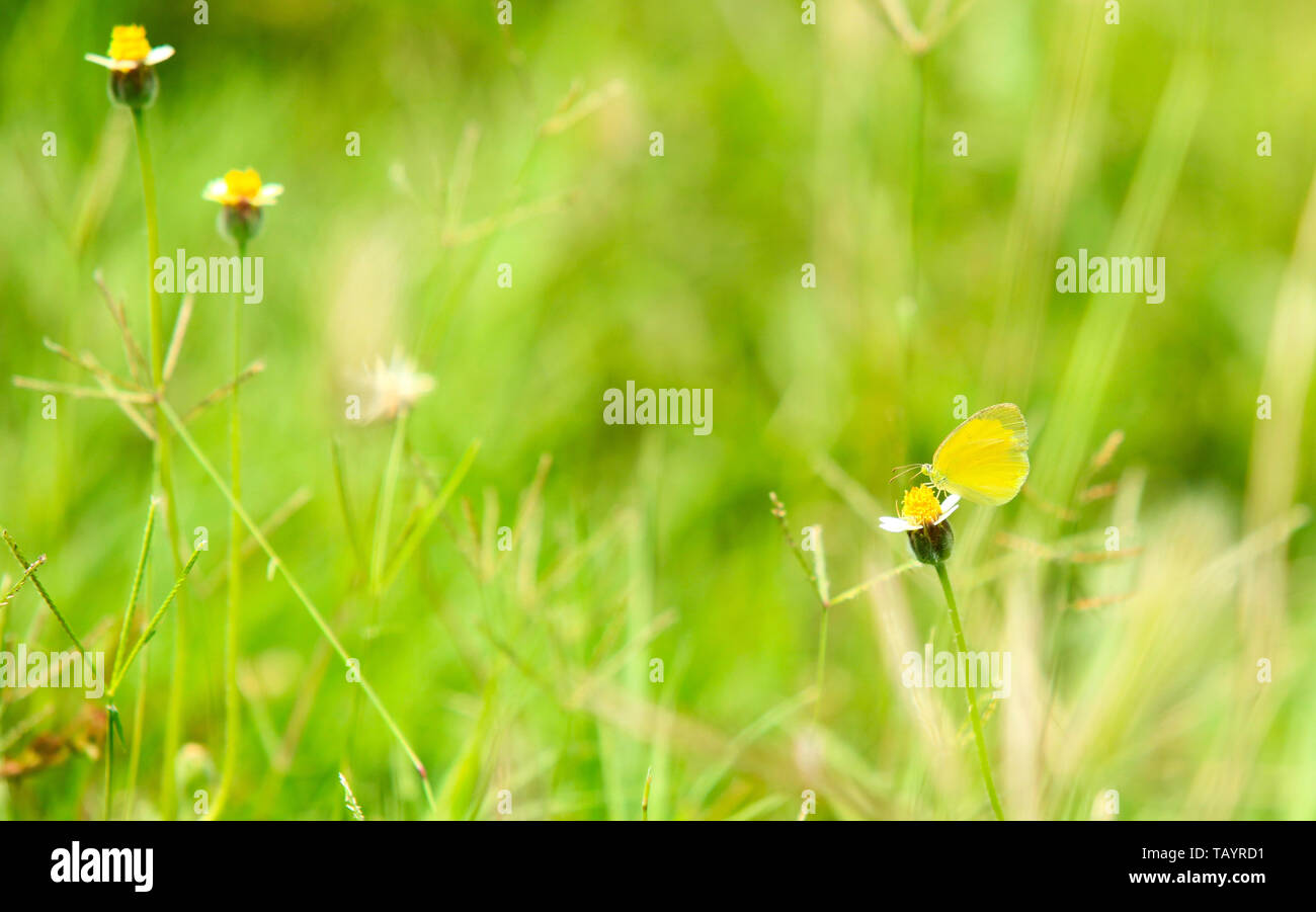 A yellow butterfly represents joy and creativity. A yellow