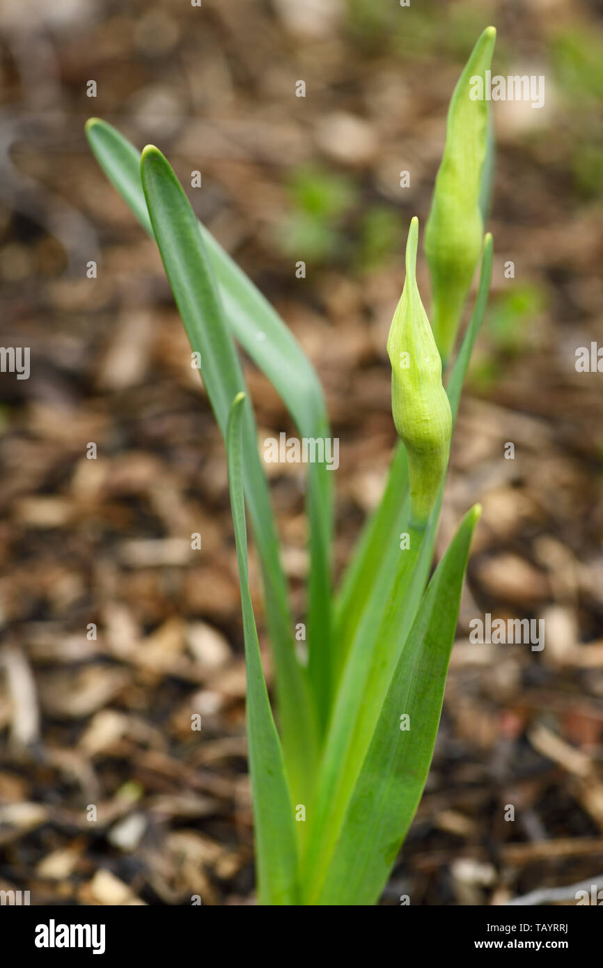 Daffodil leaves hires stock photography and images Alamy